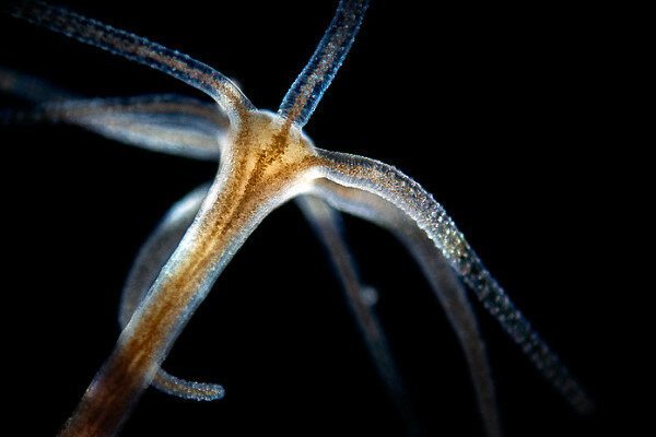 Kraken 26 at